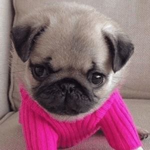 Meet your Posher, Coral